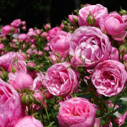 Rosa 'Pomponella'