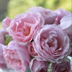 Rosa 'Princess Claire de Belgique'