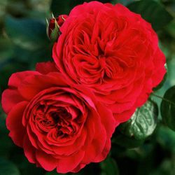 Rosa 'Red Leonardo da Vinci' ® 