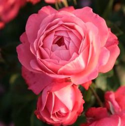 Rosa 'Rosanna' ®
