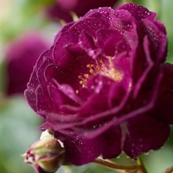Rosa 'Rosengarten Zweibrücken'