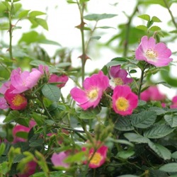 Rosa rubiginosa (autochtoon)