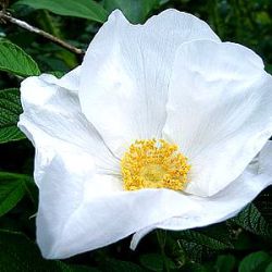 Rosa rugosa 'Alba'