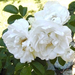 Rosa rugosa 'Blanc Double de Coubert'