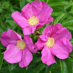 Rosa rugosa 'Rubra'