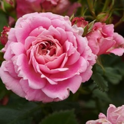 Rosa 'Tabor' (Palace)