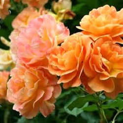 Rosa 'Westerland' ®
