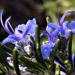 Rosmarinus officinalis 'Blue Lagoon'