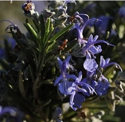 Rosmarinus officinalis 'Bonifacio'