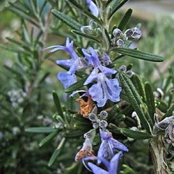 Rosmarinus officinalis 'Boule'