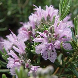 Rosmarinus officinalis 'Majorca Pink'