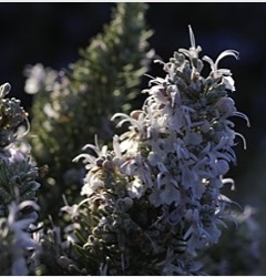 Rosmarinus officinalis 'Rose de Corse'
