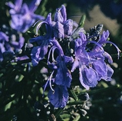 Rosmarinus officinalis 'Sappho'