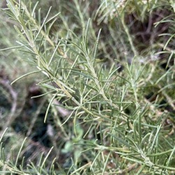 Rosmarinus officinalis var. angustifolius
