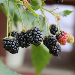 Rubus fruticosus 'Lowberry Little Black Prince' ®