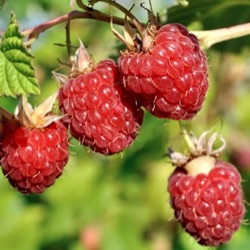 Rubus idaeus 'Autumn First' ®