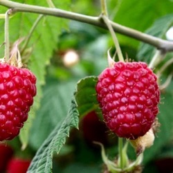 Rubus idaeus 'Glen Ample'