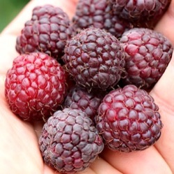 Rubus idaeus x occidentalis 'Autumn Passion' ® ('Malling Passion')