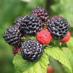 Rubus occidentalis 'Black Jewel'