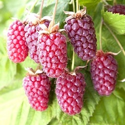 Rubus x loganobaccus 'Loganberry'