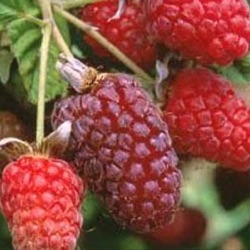 Rubus x loganobaccus 'Thornless Loganberry'