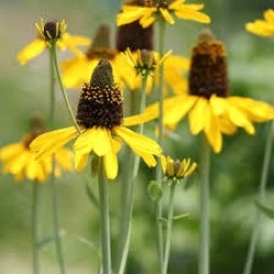 Rudbeckia maxima