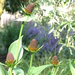 Rudbeckia occidentalis 'Green Wizard'