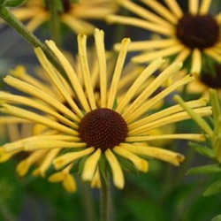 Rudbeckia subtomentosa 'Henry Eilers'