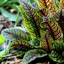 Rumex sanguineus var. sanguineus