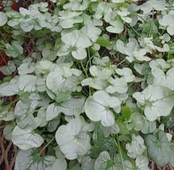 Rumex scutatus subsp. glaucus 'Silver Shield'