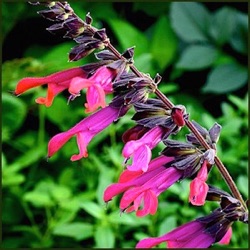 Salvia 'Amante' ®