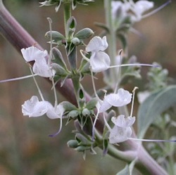 Salvia apiana 'Violet Bloom'