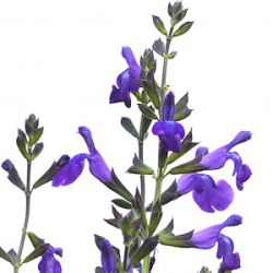 Salvia 'Aromax Blue'
