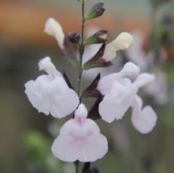 Salvia 'Corcovado'