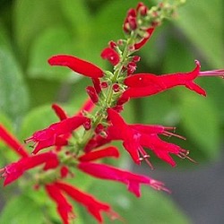 Salvia elegans 'Honey Dew Melon'