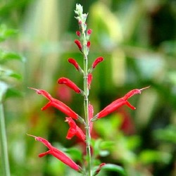 Salvia elegans 'Tangerine'