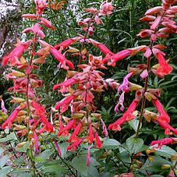 Salvia 'Ember's Wish' ®