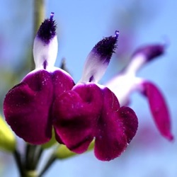 Salvia greggii 'Amethyst Lips'