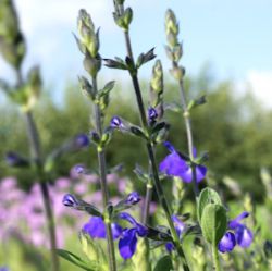 Salvia greggii 'Blue Note' ®