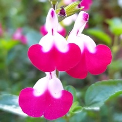 Salvia greggii 'Cherry Lips' ®