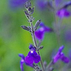 Salvia greggii x lycioides