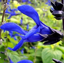 Salvia guaranitica 'Black & Blue'