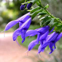 Salvia guaranitica 'Blue Enigma'