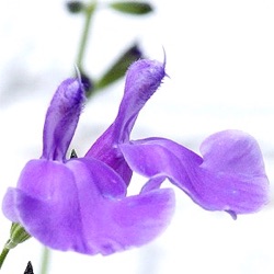 Salvia 'Hercules'