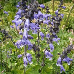 Salvia hians