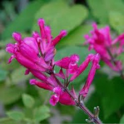 Salvia involucrata 'Dark Form'