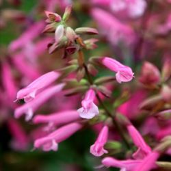 Salvia 'Kisses & Wishes' ®