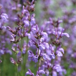 Salvia lavandulifolia