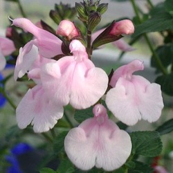 Salvia microphylla 'Blind Faith'