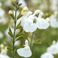 Salvia microphylla 'Gletsjer'